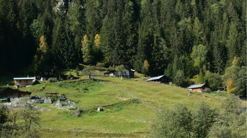 Spaziergang zu der anderen Lichtung, die langsam verwildert, aber noch muht im hinteren Teil des Waldes. Mehrere Chalets warten auf den Wiesen wie Boote darauf, über den Styx zu setzen. Manche sind schon am anderen Ufer mit zerfledderten, halb eingebrochenen Schindeldächern
