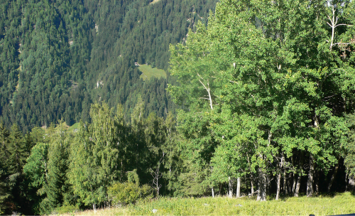 “Ich betrete meinen Wald...“ Es war wirklich das erste Mal in ihrem Leben, dass sie so etwas erlebte. Sie hatte Gärten und sogar Bäume und Hecken besessen, aber einen echten Wald? Nie. Andächtig ging sie in diesem Schatten weiter.