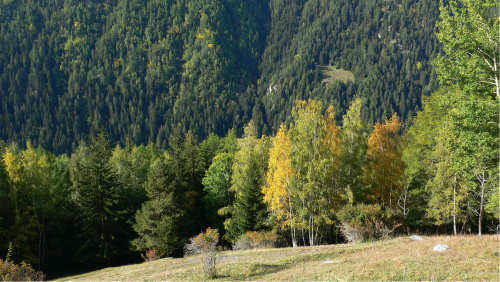 Blanca stand auf der Schwelle der riesigen vom Wald wie von Ringmauern umgebenen Lichtung und fühlte das irrsinnige Glücksgefühl, das sie in ihrer Jugend verspürt hatte. Landschaften verbrauchen sich wie Menschen, hier waren sie neu.