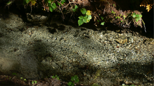 Die Wasserleite mit ihren kleinen Wellen floss zu ihrer Linken, Purpurenzian und große Pestwurzblätter wuchsen an ihrem Rand.
